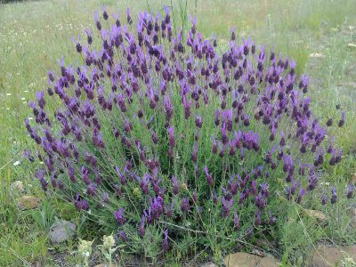 planta de lavanda cuidados