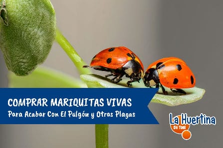 comprar mariquitas