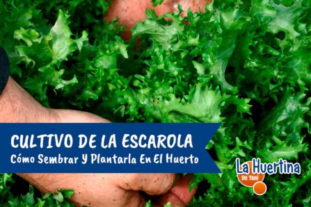 cultivo de escarola