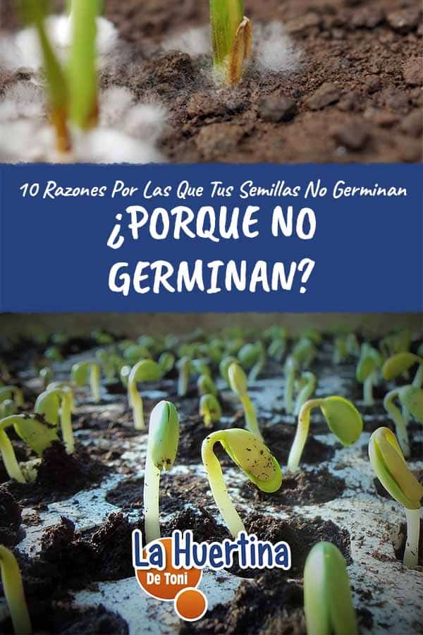 porque no me germinan las semillas