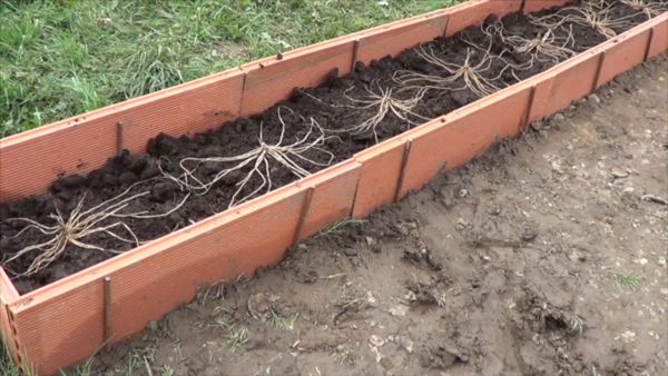 como cultivar esparragos