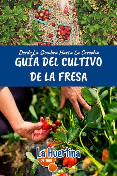 como cultivar fresas