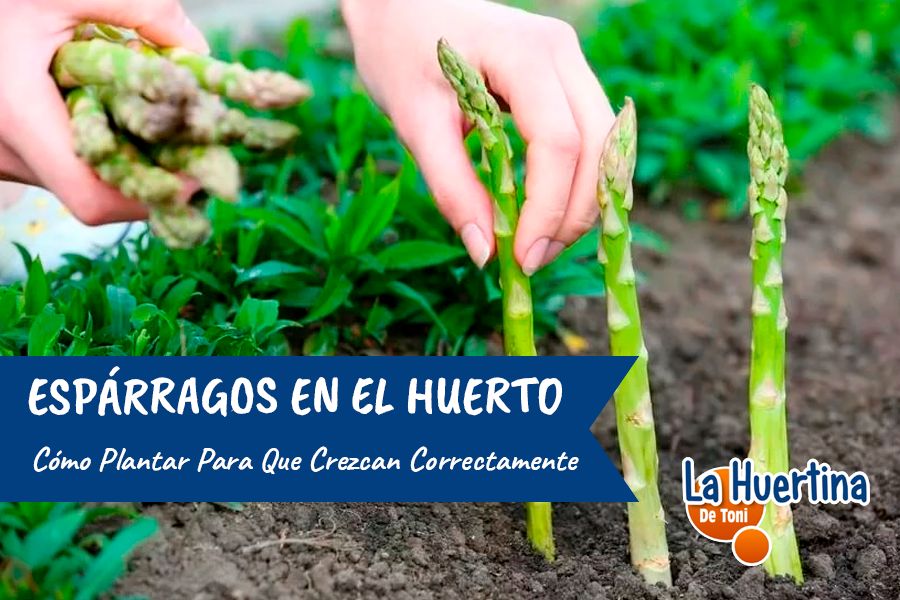 plantar esparragos