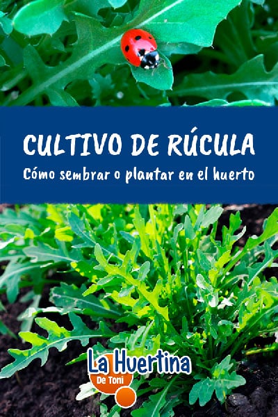 sembrar rucula
