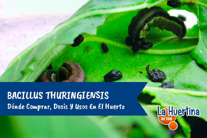 biothur bacillus thuringiensis anti gusanos, orugas y larvas