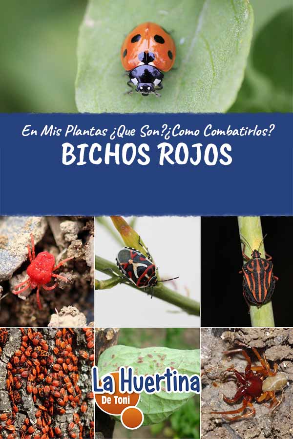 bichos rojos en mis hojas
