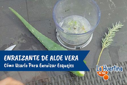 enraizante de aloe vera