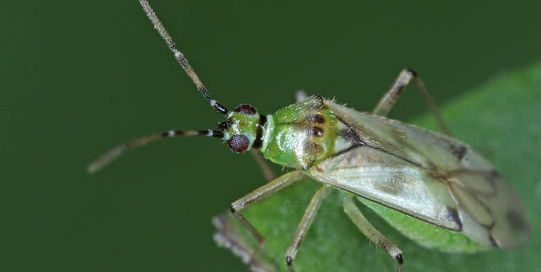 nesidiocoris nesi