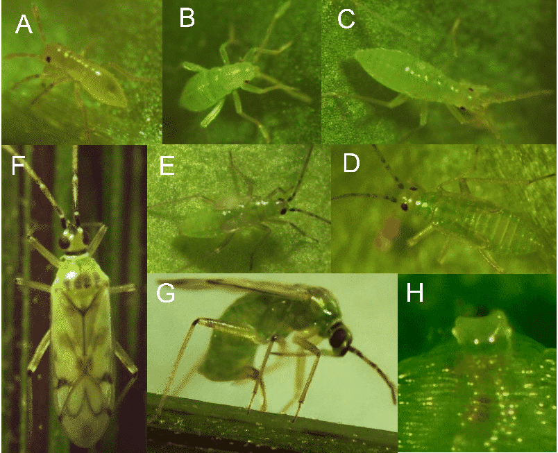 nesidiocoris tenuis ciclo biologico