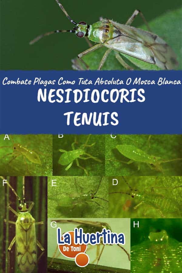 nesidiocoris tenuis tomate