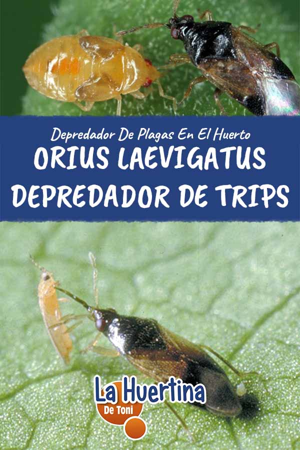 orius laevigatus trips