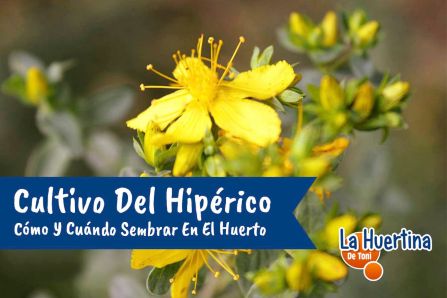 sembrar hipérico