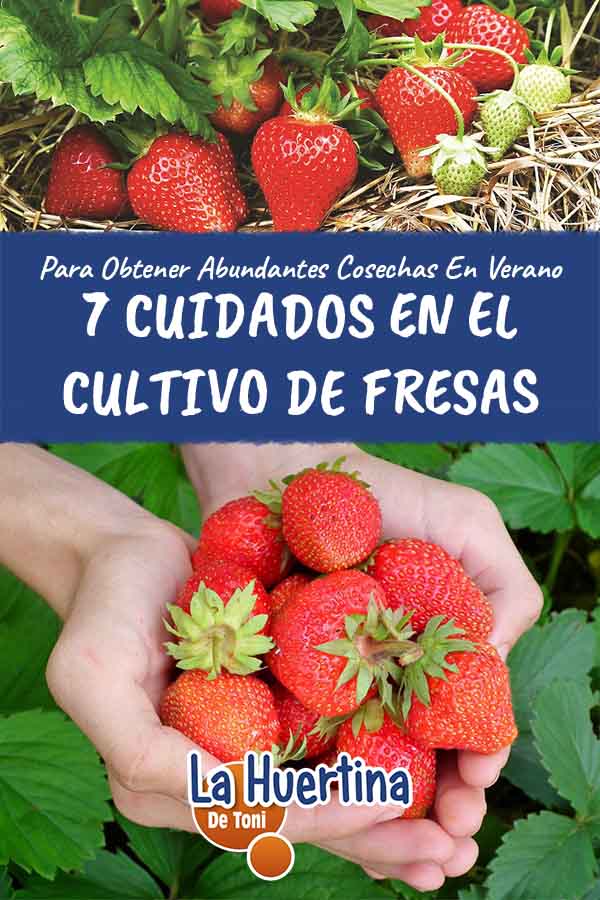 cuidados fresas