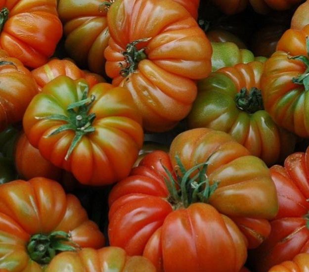 tipos de tomates gordos