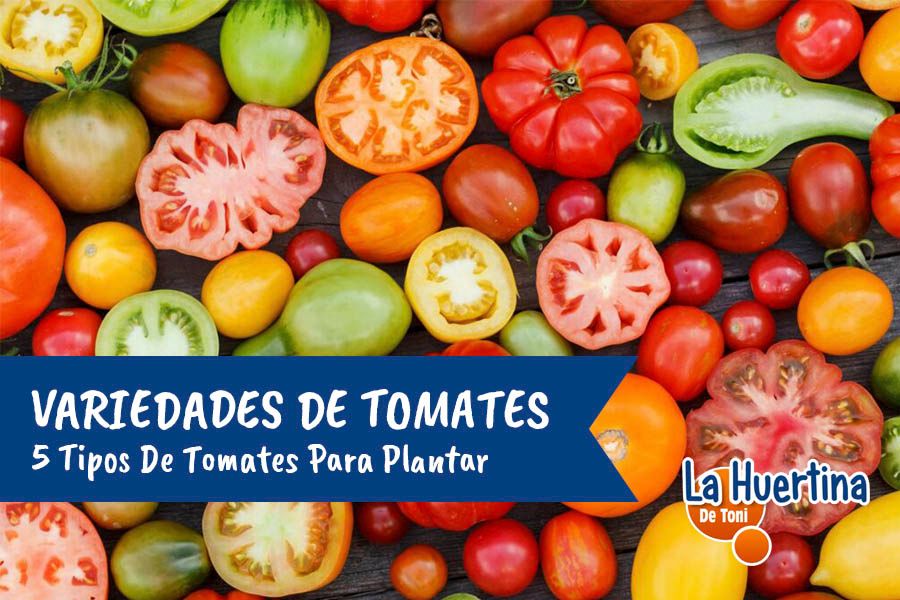 variedades de tomates