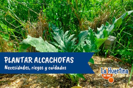 cultivo alcachofa