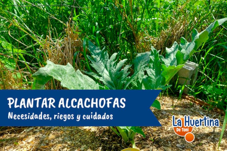 plantar alcachofas