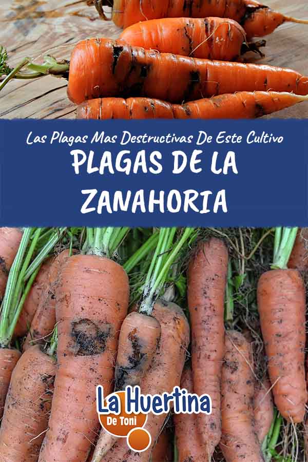 Plagas Zanahorias