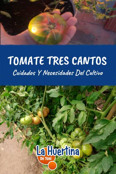 tres cantos tomate