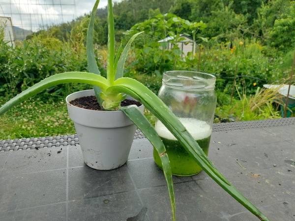 como hacer fertilizante con aloe vera
