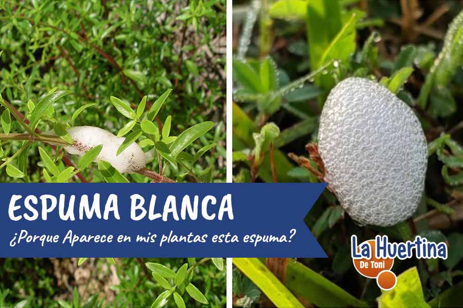 espuma blanca en mis hojas