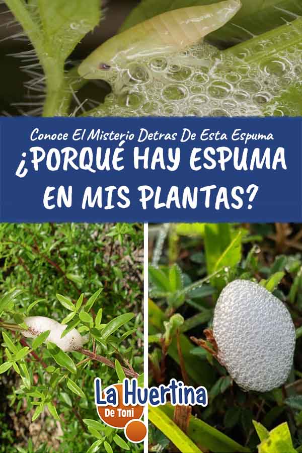 espuma blanca en mis plantas