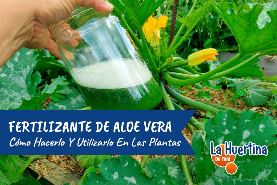 fertilizante aloe vera