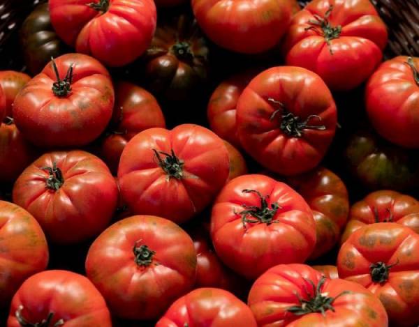 tomate raf temporada