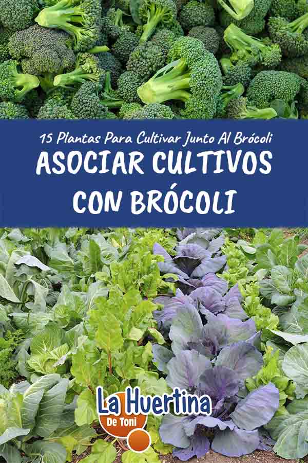 asociar cultivos con brócoli