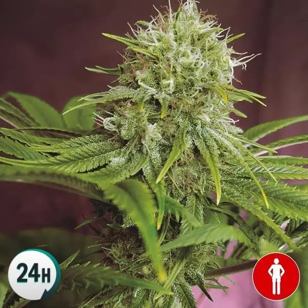 cbd semillas cbd semillas