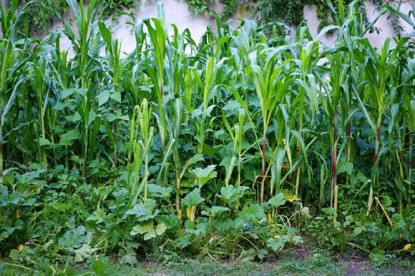 como plantar maiz