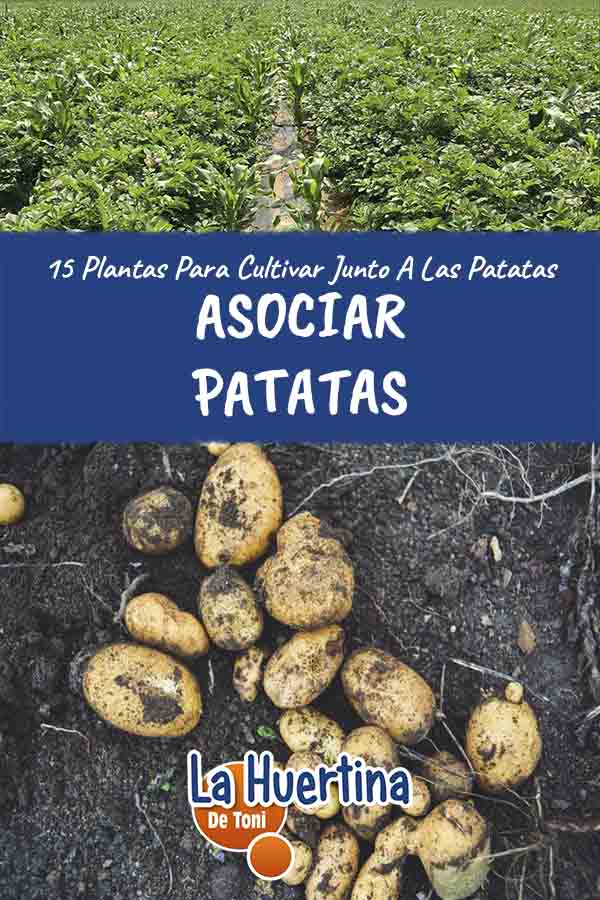 cultivo asociar patatas