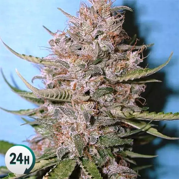 semillas cbd autoflorecientes semillas cbd autoflorecientes