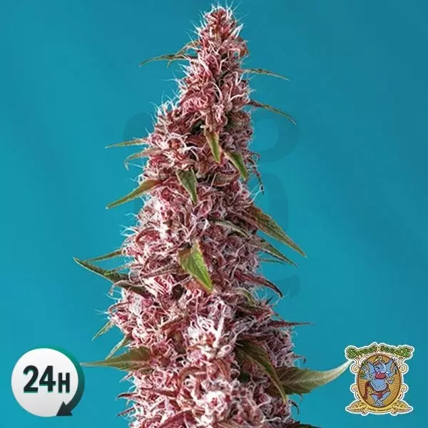 semillas cbd sin thc semillas cbd sin thc