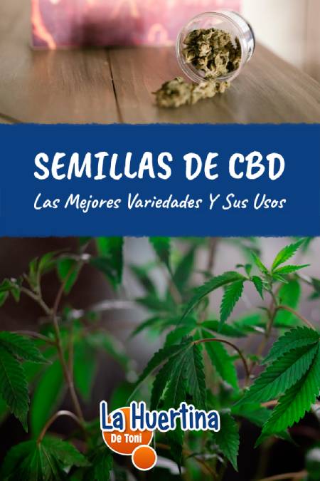 semillas cbd semillas cbd