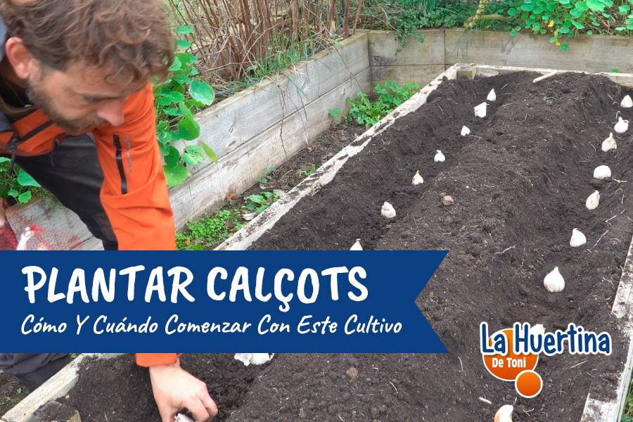 plantar calçots