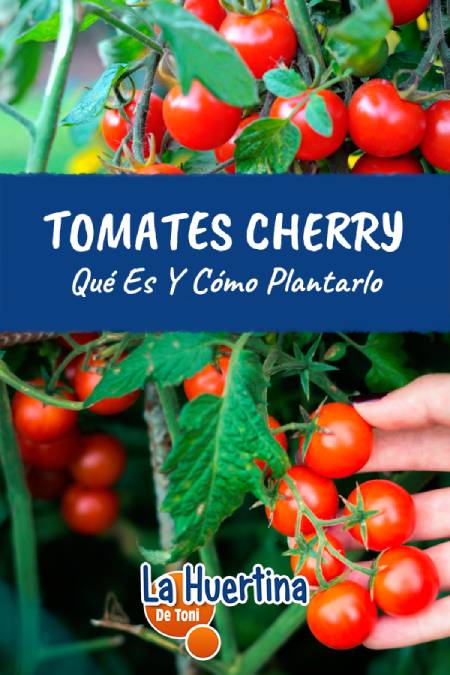 tomate cherry en maceta