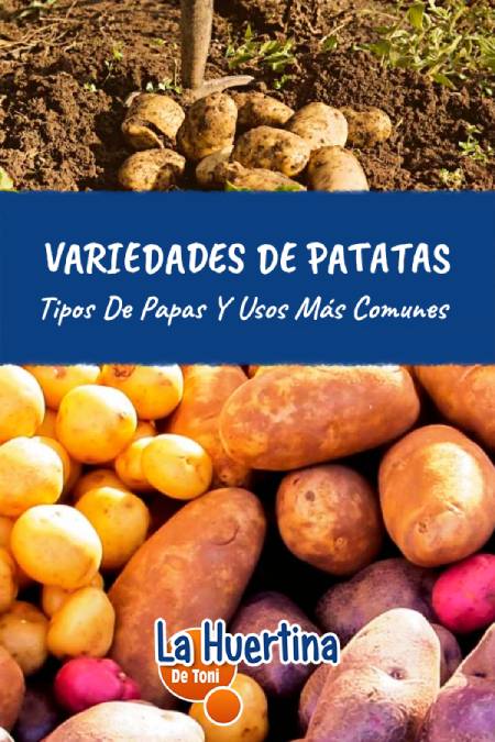 variedades de patatas en españa
