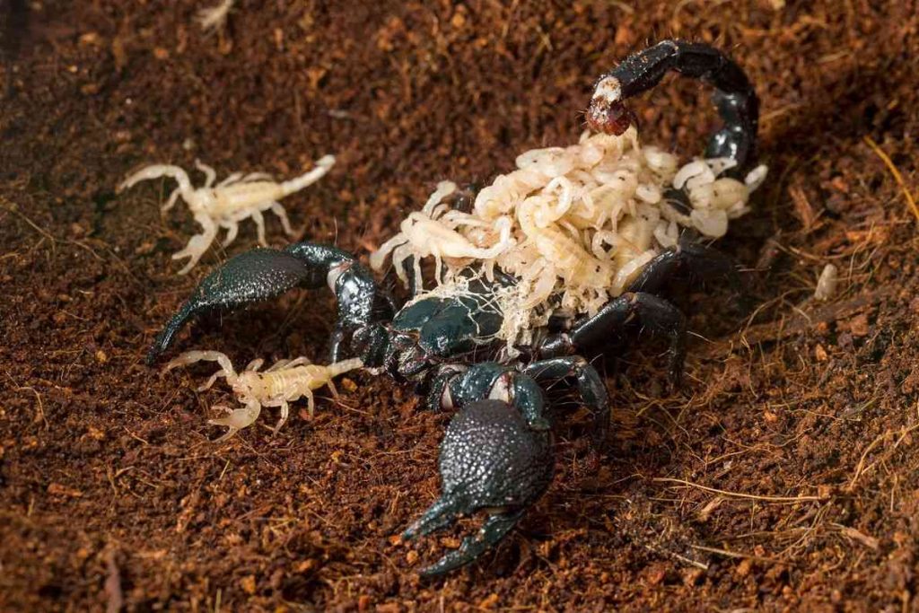 Animales de Campo: El Escorpión
