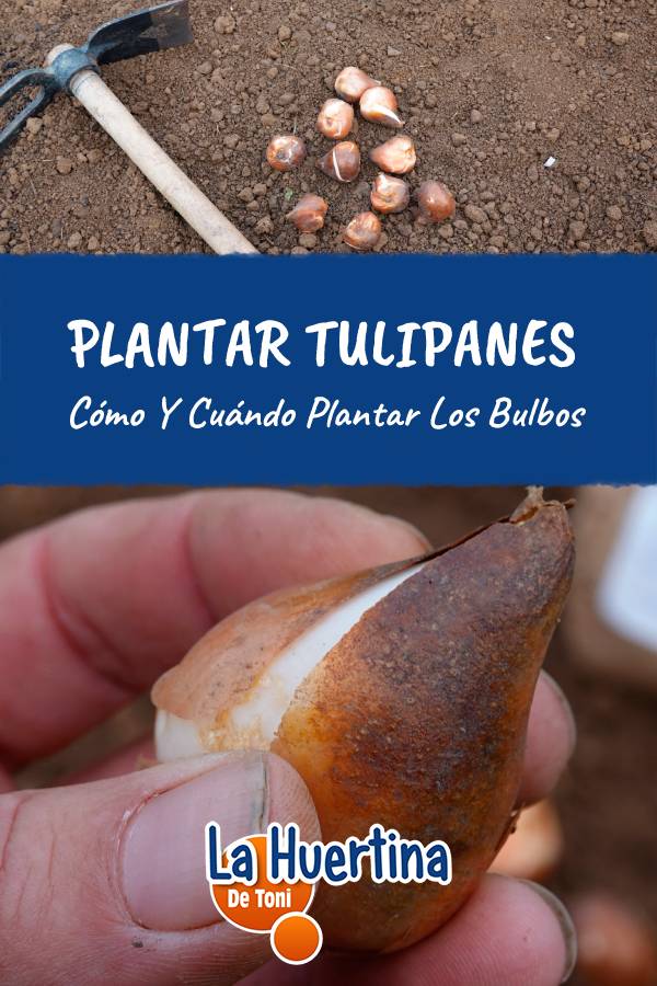 como plantar bulbos de tulipanes