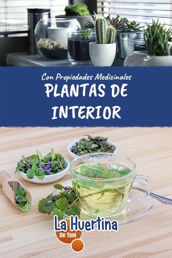 plantas de interior medicinales