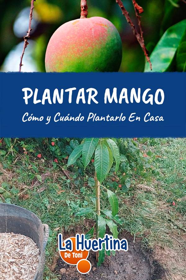 como plantar un mango