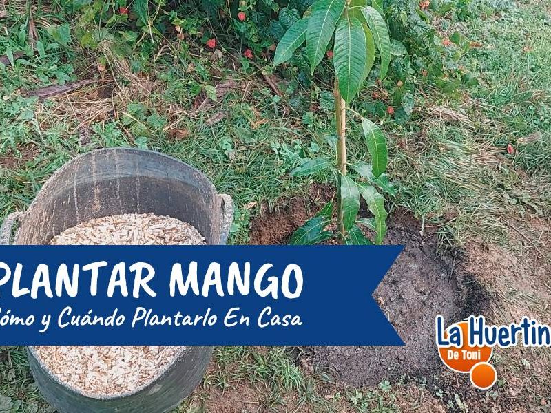 plantar mango