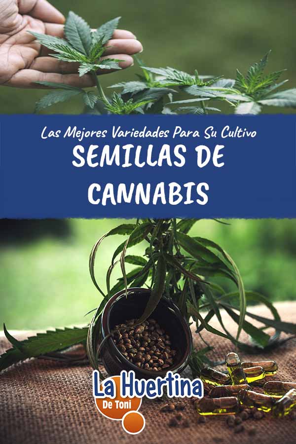 variedades de semillas de marihuana