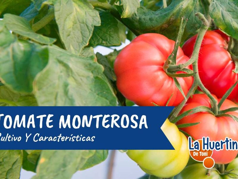 tomate monterosa