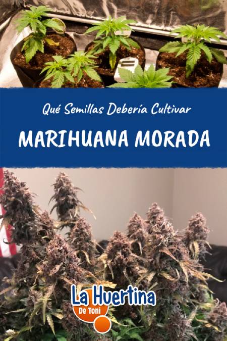 Marihuana morada
