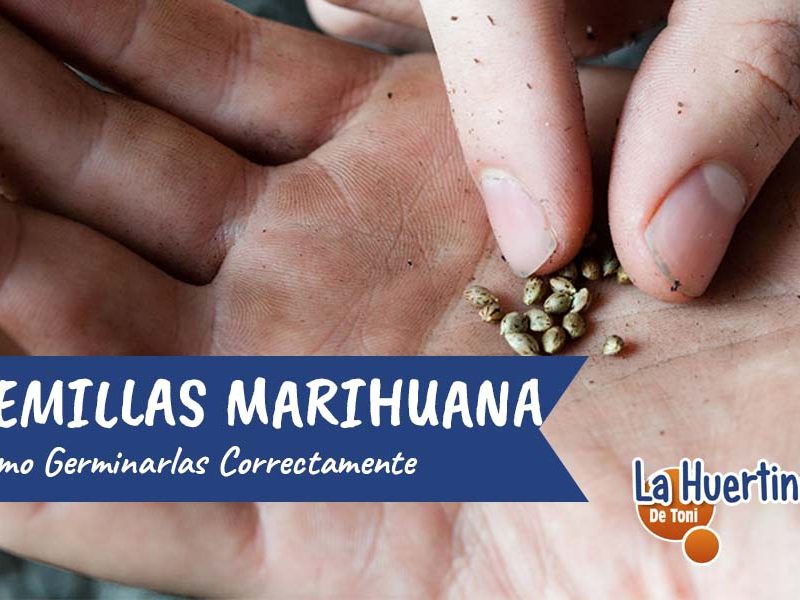 germinar semillas de marihuana