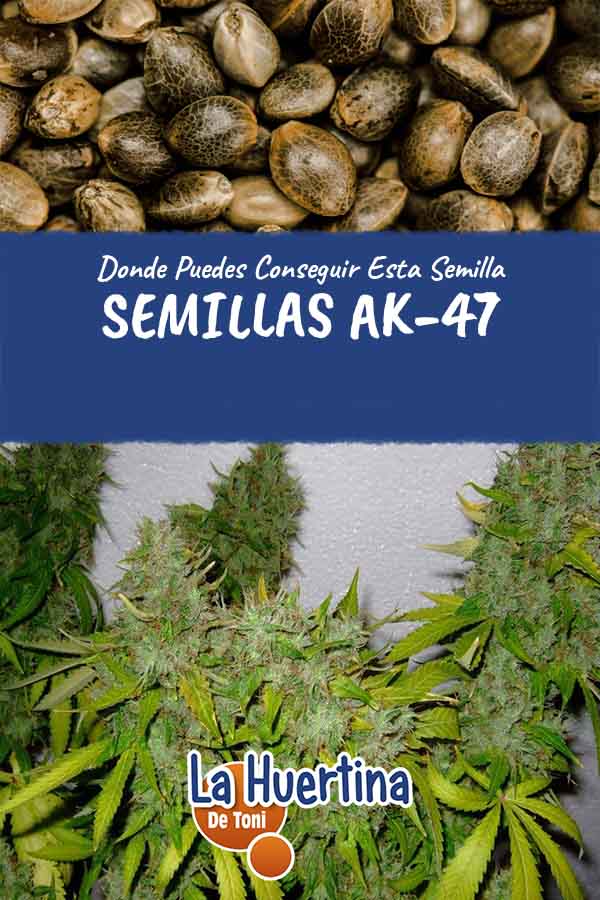 semillas ak-47