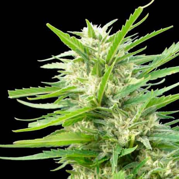 semillas ak 47