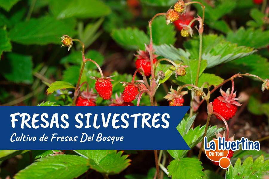 fresas silvestres